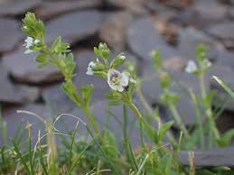 Attēlu rezultāti vaicājumam “Veronica serpyllifolia leaf”