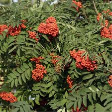 Attēlu rezultāti vaicājumam “Sorbus aucuparia”