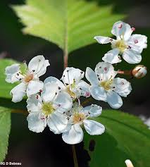 Attēlu rezultāti vaicājumam “Crataegus chrysocarpa”