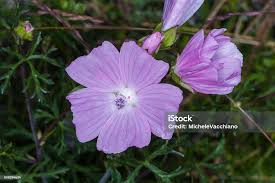 Image result for Malva alcea