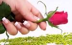 Beautiful Rose Flowers - Wallpaper #