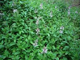 Attēlu rezultāti vaicājumam “Stachys palustris bud”