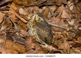 Attēlu rezultāti vaicājumam “Turdus philomelos juvenile”