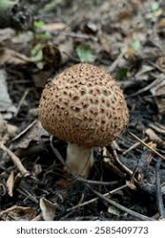 Attēlu rezultāti vaicājumam “Lepiota aspera”