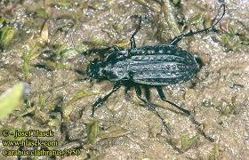 Attēlu rezultāti vaicājumam “Carabus clathratus”
