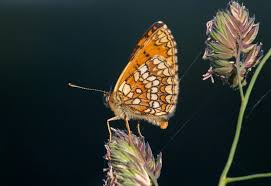 Attēlu rezultāti vaicājumam “Mellicta athalia underside”