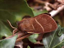 Attēlu rezultāti vaicājumam “Macrothylacia rubi”