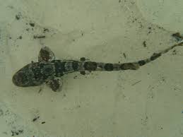 Image result for Haploblepharus edwardsii