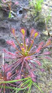 Attēlu rezultāti vaicājumam “Drosera intermedia”