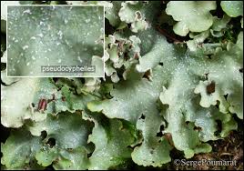 Attēlu rezultāti vaicājumam “Cetrelia sp.”