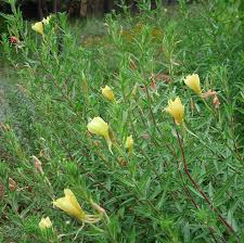 Attēlu rezultāti vaicājumam “Onagraceae”