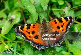 Attēlu rezultāti vaicājumam “Nymphalis xanthomelas upperside”