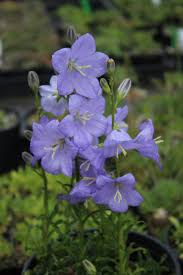 Attēlu rezultāti vaicājumam “Campanula persicifolia bud”