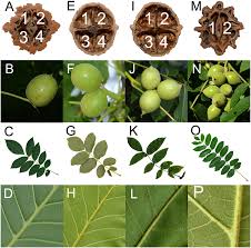 Attēlu rezultāti vaicājumam “Juglans ailanthifolia”