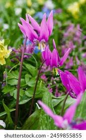 Attēlu rezultāti vaicājumam “Erythronium sibiricum”