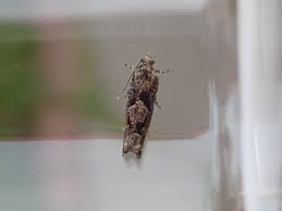 Attēlu rezultāti vaicājumam “Epinotia immundana”