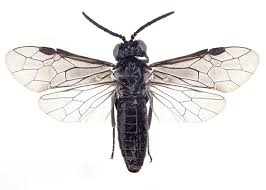 Attēlu rezultāti vaicājumam “Tenthredinidae”