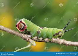 Attēlu rezultāti vaicājumam “Cerura vinula larva”