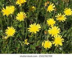 Attēlu rezultāti vaicājumam “Pilosella officinarum bud”