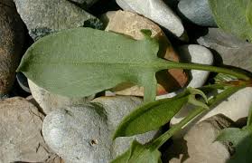 Attēlu rezultāti vaicājumam “Rumex acetosa leaf”