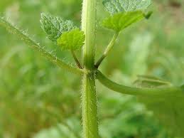 Attēlu rezultāti vaicājumam “Lamium album leaf”