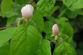 Attēlu rezultāti vaicājumam “Cydonia oblonga flower”