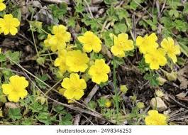 Attēlu rezultāti vaicājumam “Potentilla arenaria bud”