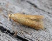 Attēlu rezultāti vaicājumam “Tischeria ekebladella”