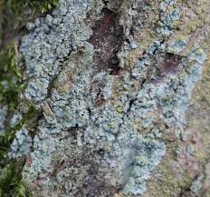 Attēlu rezultāti vaicājumam “Lepraria incana”