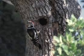 Attēlu rezultāti vaicājumam “Dendrocopos medius nest”