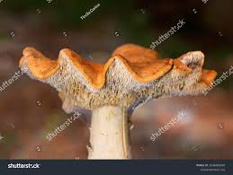 Attēlu rezultāti vaicājumam “Hydnum rufescens”