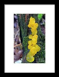 Attēlu rezultāti vaicājumam “Tremella mesenterica”