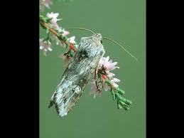 Attēlu rezultāti vaicājumam “Lithomoia solidaginis”