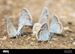 Attēlu rezultāti vaicājumam “Plebejus argyrognomon underside”