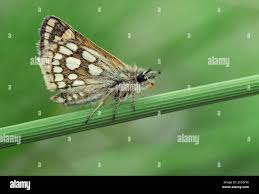 Attēlu rezultāti vaicājumam “Carterocephalus silvicolus underside”