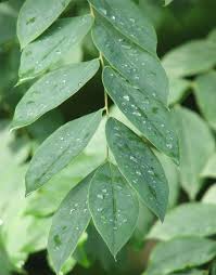 Attēlu rezultāti vaicājumam “Gymnocladus dioicus leaf”