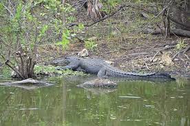 Image result for Alligator mississippiensis