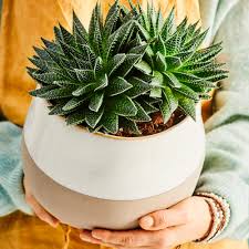 Image result for Mehikasvi