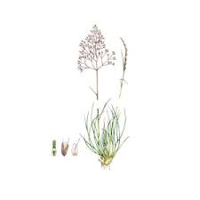 Attēlu rezultāti vaicājumam “Deschampsia flexuosa”