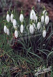 Attēlu rezultāti vaicājumam “Galanthus nivalis”