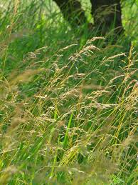 Attēlu rezultāti vaicājumam “Poa angustifolia”
