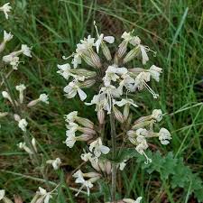 Attēlu rezultāti vaicājumam “Silene borysthenica flower”