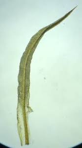 Attēlu rezultāti vaicājumam “Tortella tortuosa”