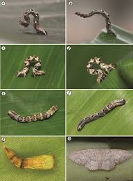 Attēlu rezultāti vaicājumam “Melanchra persicariae larva”