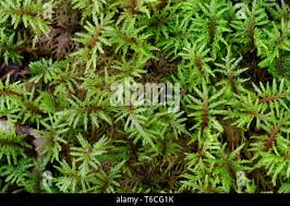 Attēlu rezultāti vaicājumam “Pleurozium schreberi”