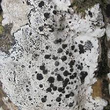 Attēlu rezultāti vaicājumam “Porpidia macrocarpa”