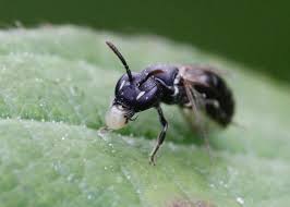 Attēlu rezultāti vaicājumam “Euura brevicornis”