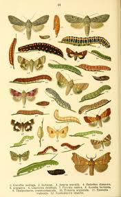 Attēlu rezultāti vaicājumam “Deltote bankiana”