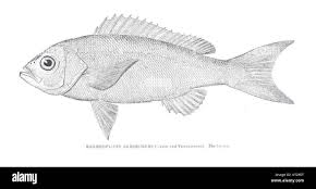 Image result for Rhomboplites aurorubens