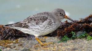 Attēlu rezultāti vaicājumam “Calidris maritima”